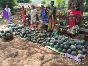 Watermelon Cultivation in Koraput