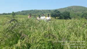 Little Millet Cultivation