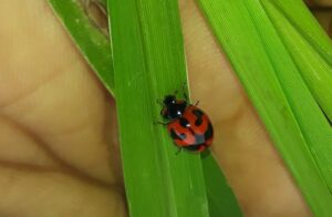 Beneficial Insect- Lady Bird Beetle