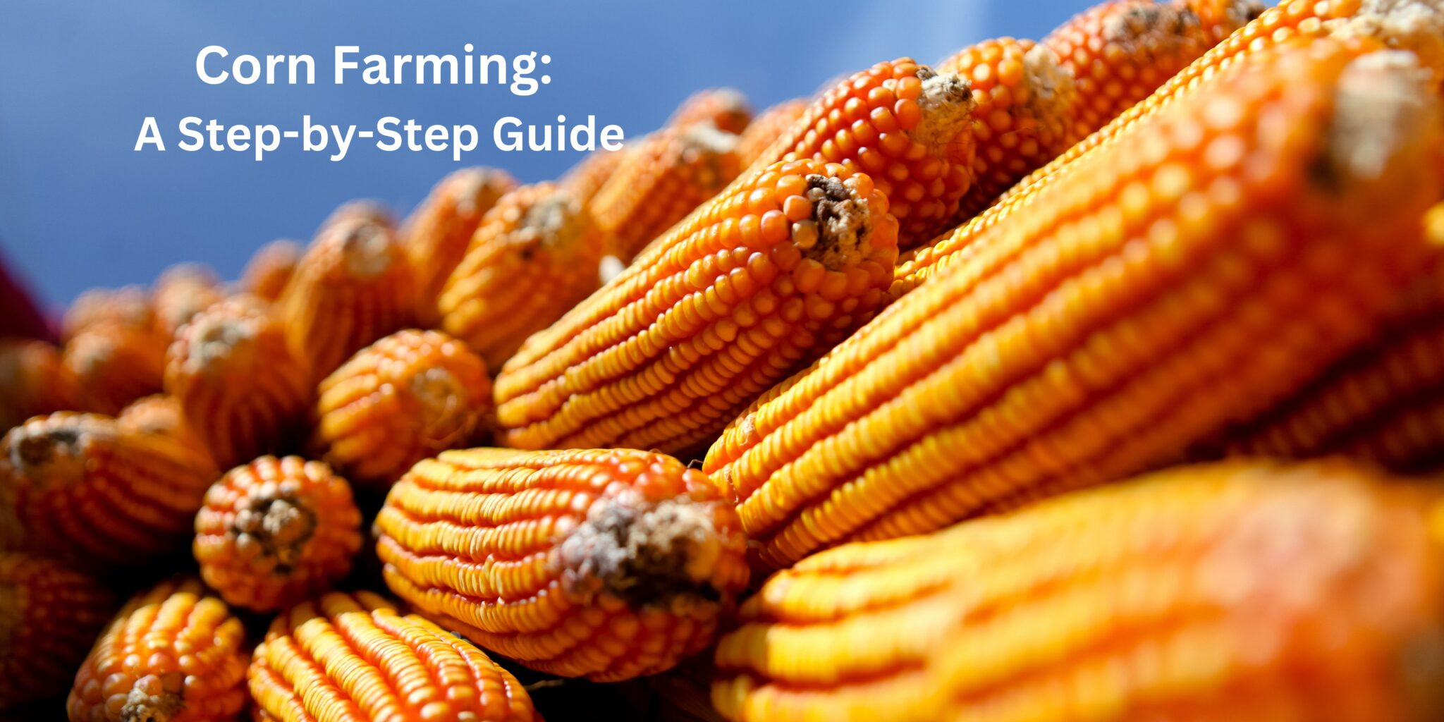 Corn Farming: A Step-by-Step Guide And How Can Technologies Help In It ...