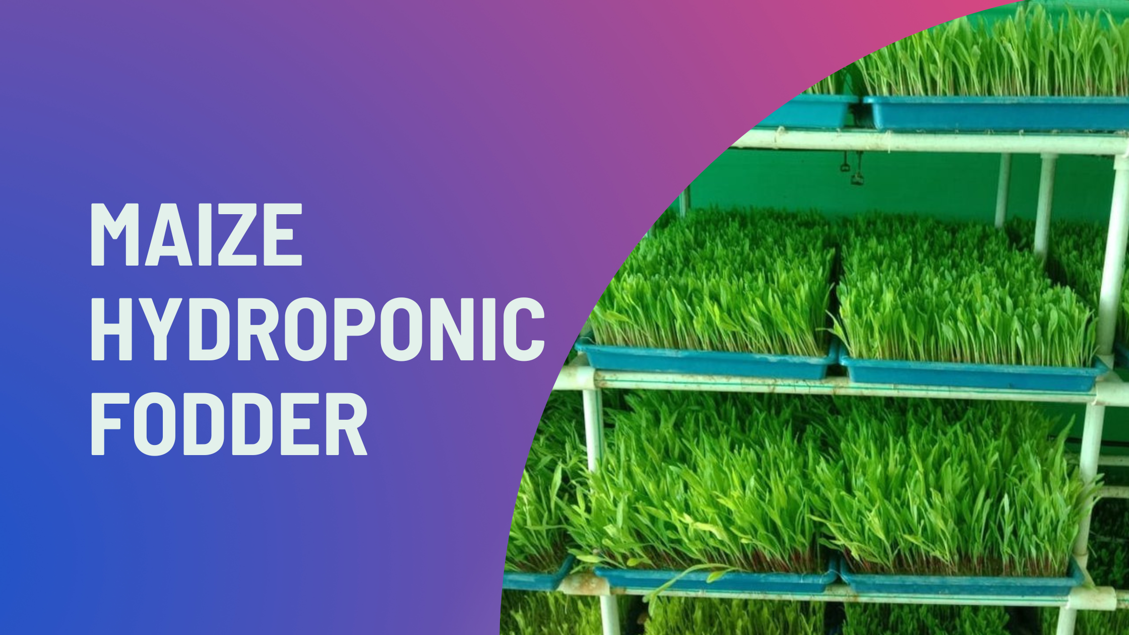 Maize Hydroponic Fodder